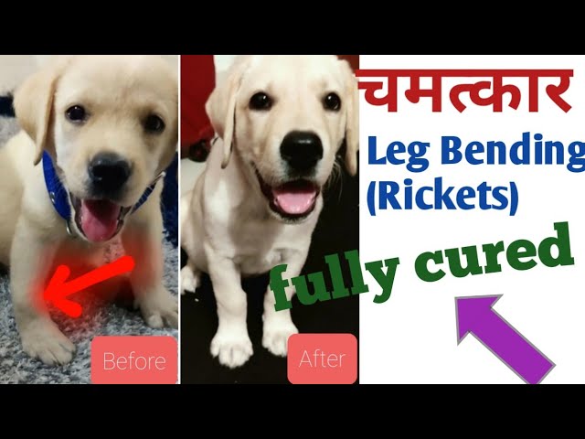 Leg Bending in Puppy || Rickets in Puppy || Cured by  - YouTube