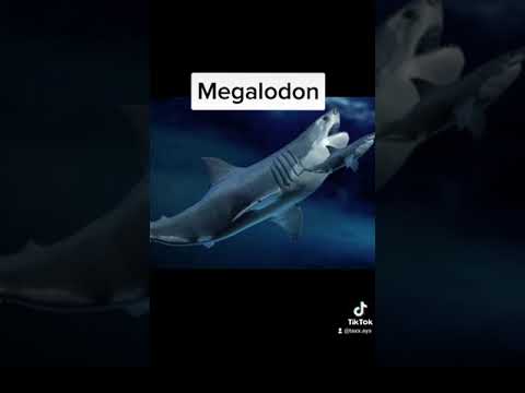 Video: Proberen wetenschappers de megalodon terug te brengen?