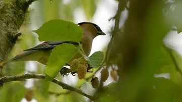 Treat Glass by Day, Dim Lights at Night. Help Prevent Bird Collisions !