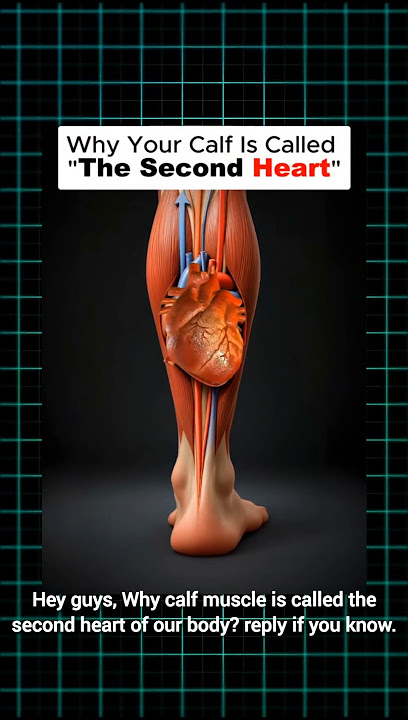 Second Heart of Body|Calf Muscle|