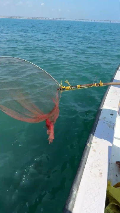 Caught a Big size mangrove jack fish #shorts #shortvideo