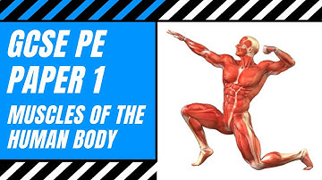 AQA GCSE PE: Muscles Of The Human Body | The Muscular System | Anatomy | Paper 1
