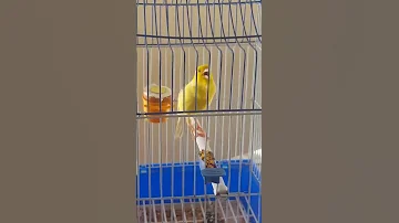 تغريد طائر الكناري المغربي غاية في الروعة Chant Du Canary Marocain 