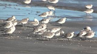 SANDERLINGS - Busibodies of the Beach