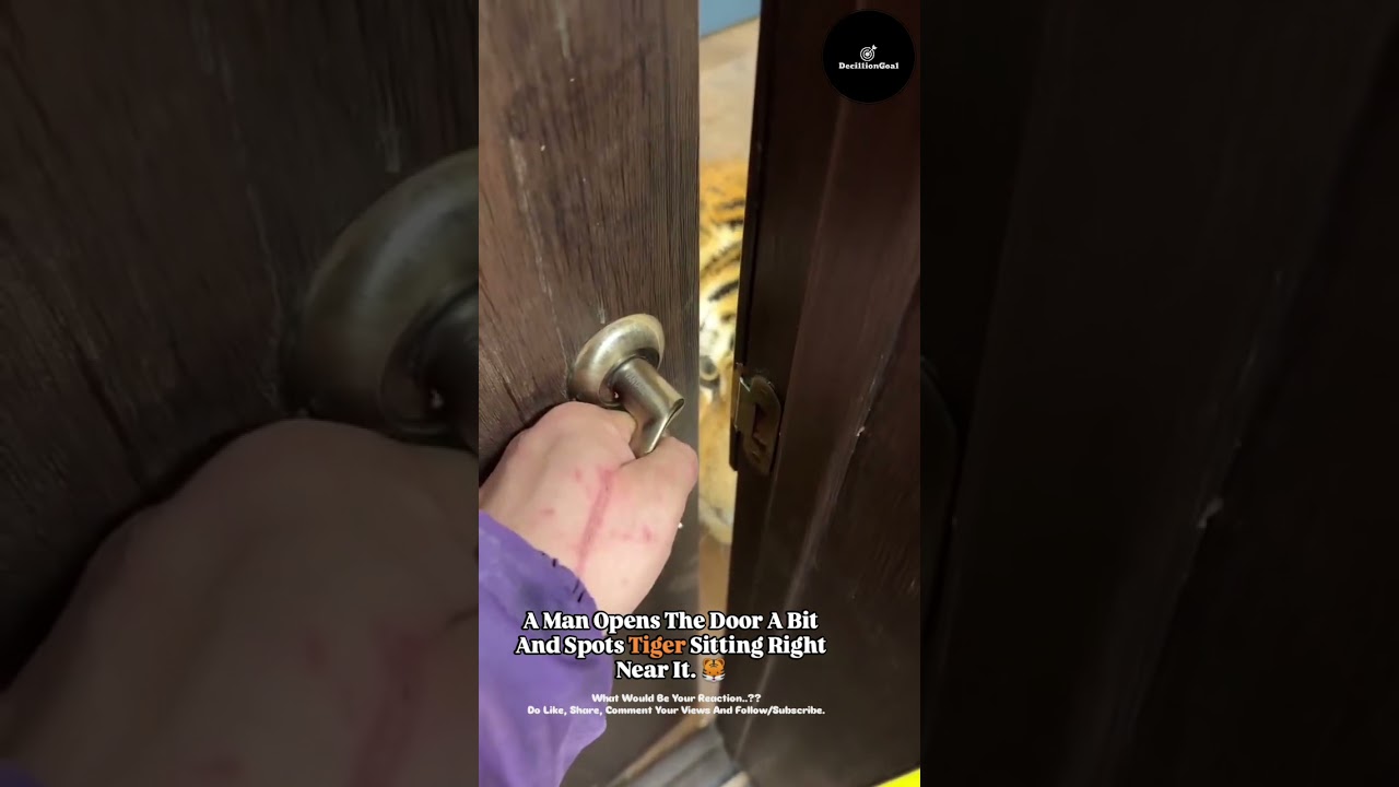 Man Opens The Door A Bit And Spots Tiger Sitting Right Near It. 