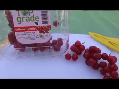 Video: How To Feed Currants? How To Fertilize Black And Red Currants In Autumn? Features Of Spring And Other Types Of Dressings