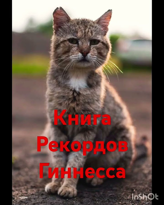 Подпишись. Самый старый Кот в Мире! - YouTube