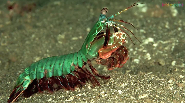 What animals move the fastest? | #STEM education for kids