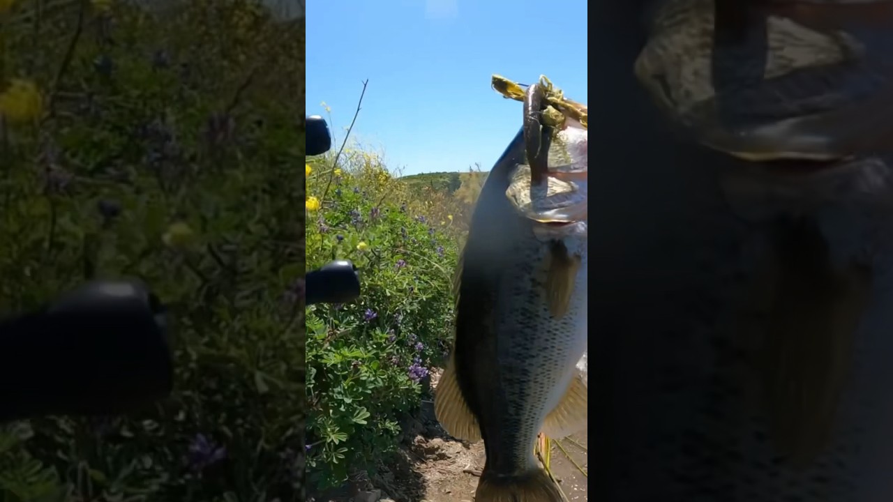 🐳whalerock reservoir