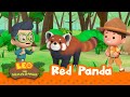 Red Panda | A strong smell that chases others away!? | Leo the Wildlife Ranger | Kids Animation