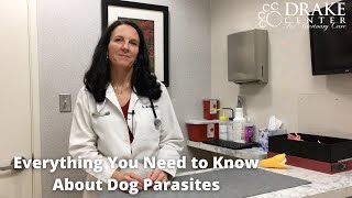 Everything You Need to Know About Dog Parasites
