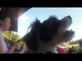 Ralphie at Bark in the Park
