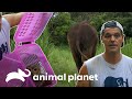 Impactantes liberaciones de animales logradas por Frank Cuesta | Wild Frank | Animal Planet
