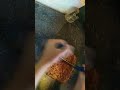 دعيوة ليكم اخوتي قولوا امين