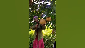 If anyone knows what this fruit is, please comment. #girls_respect_shayari #women_issues #youtube