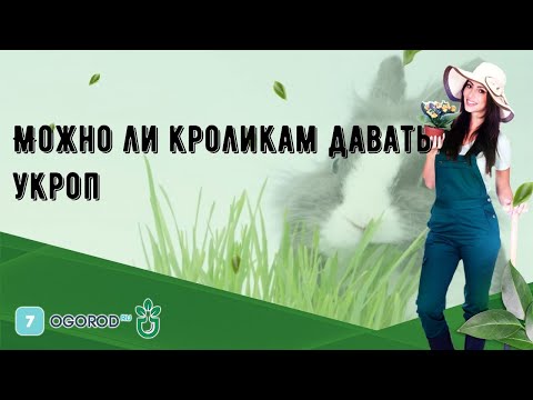 Можно ли кроликам давать укроп