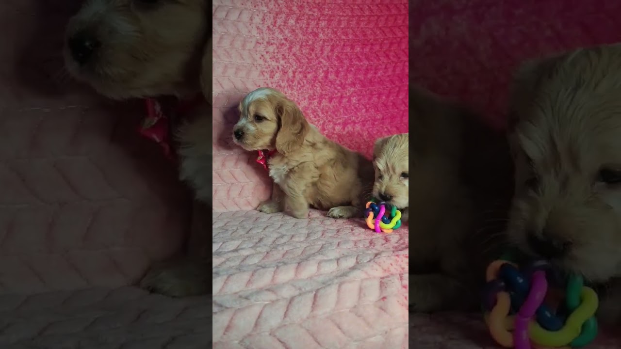 малыши кокапу дизайнерская порода , высокого качества с очень высоким интеллектом и имунетететом