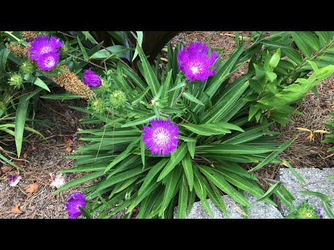 Vídeo: Crescendo Stokes Asters: Informações Sobre a Planta Stokes Aster