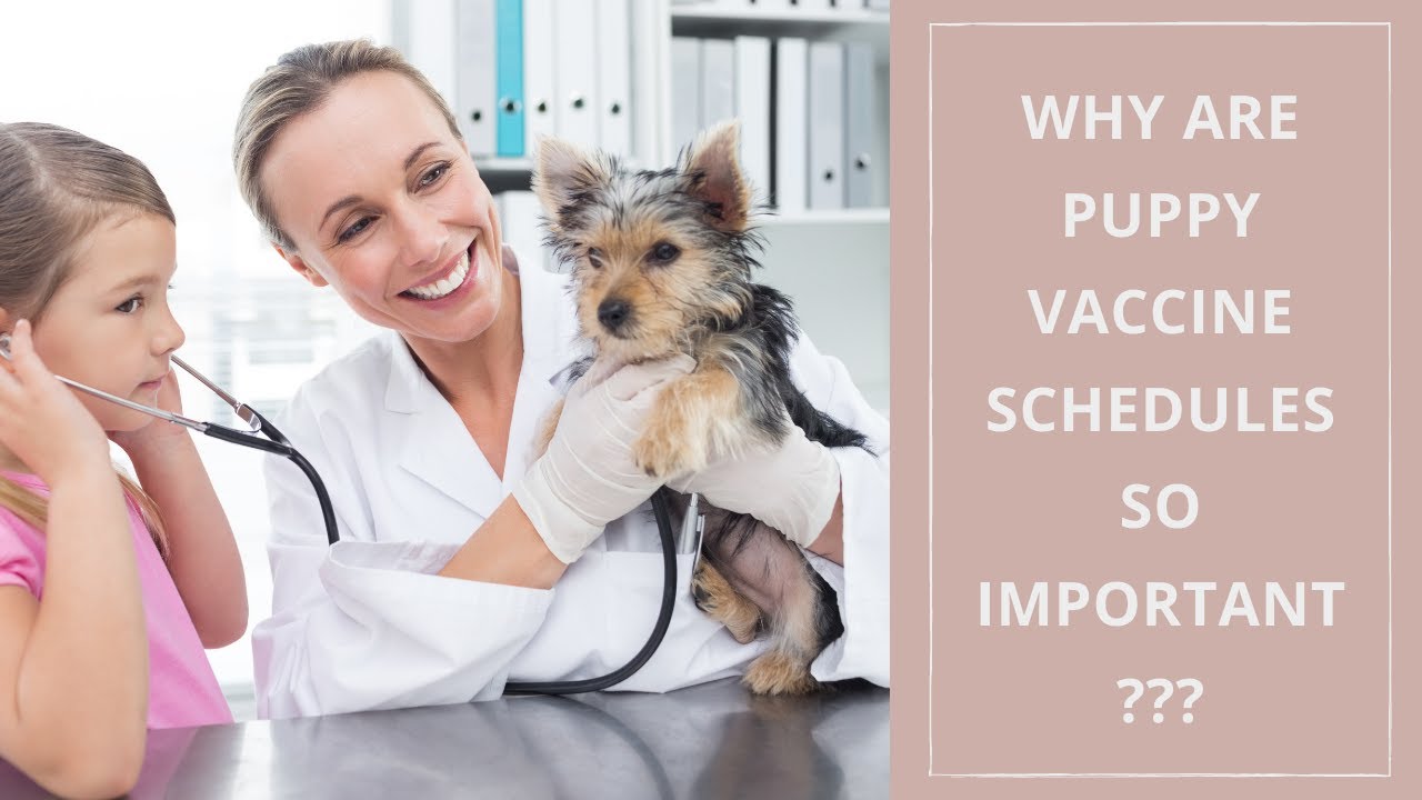 Puppy Vaccine Schedule