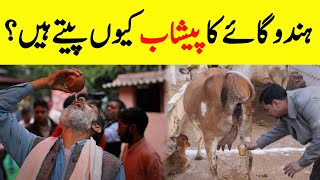 Why Hindus Drink Cow Urine? | ہندو گائے کا پیشاب کیوں پیتے ہیں؟| हिन्दू गाय का मूत्र क्यों पीते हैं?