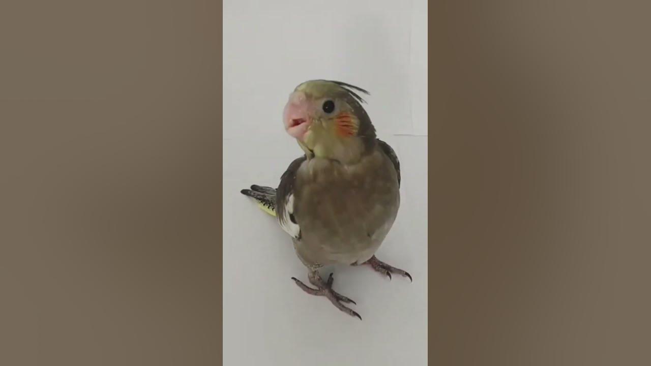 baby-cockatiel-crying-for-attention-youtube