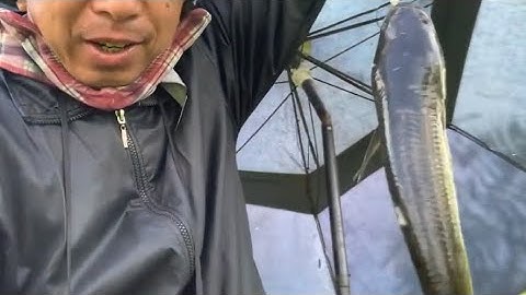 Câu cá rô đụng phải trê khủng một con cá lóc || Đổ Ngọc Hồ