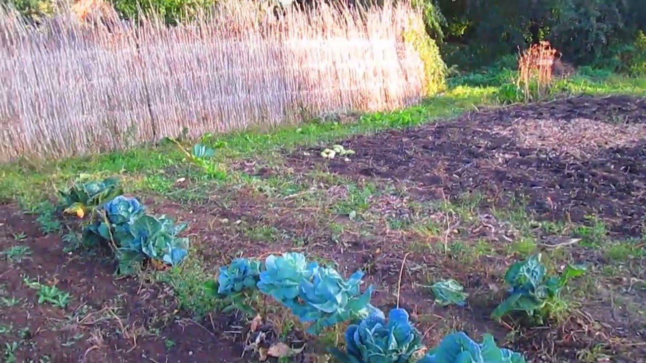 Забор з очерету