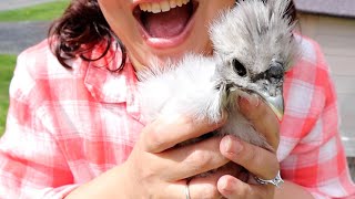 How to SAFELY Move Baby Chicks Outside (watch this first) 🐥☀️🌱