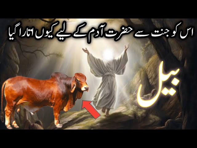 Why was the bull brought down from Paradise for Hazrat Adam | Islamic story in Urdu and Hindi class=
