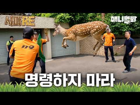 [사파RE] 도심 주택가에 나타난 꽃사슴?! 온몸엔 상처투성이인 녀석에게 대체 무슨 일이...🫢 #동물농장 #animalfarm