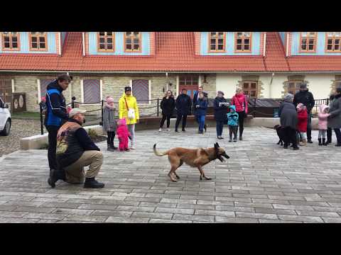 Video: Erinevus Dingo Ja Koera Vahel