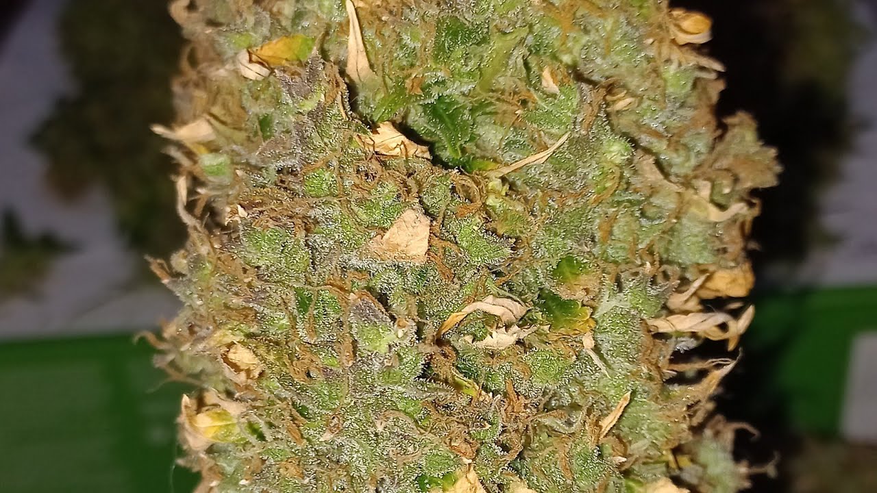 Fin del autoseguimiento Dutch Passion Auto Critical orange punch y Ultimate  🌱