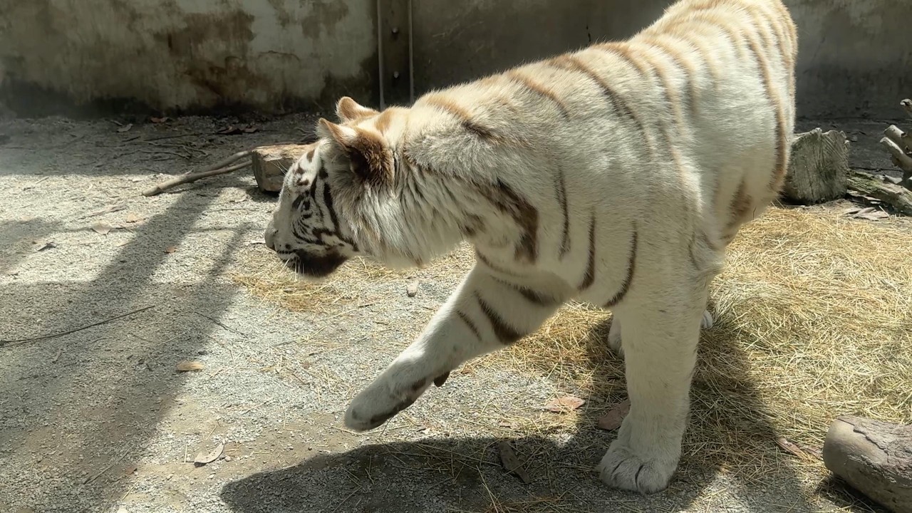 番外編 獲物を狙うツキちゃん【番外編】【アニマルキングダム】ホワイトタイガー