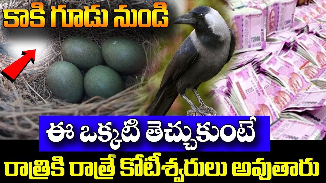 కాకి గూడు నుండి ఈ ఒక్కటి తెచ్చుకోండి.కష్టాలన్నీ పోయి కోటీశ్వరులు అవుతారు || Kaki gudu pariharam