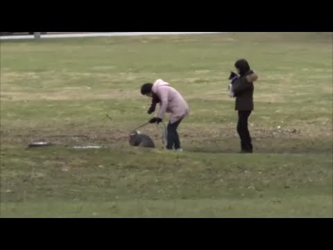 Dog Owner Saves Pet From Off Leash Pit Bull - Attack Not Shown