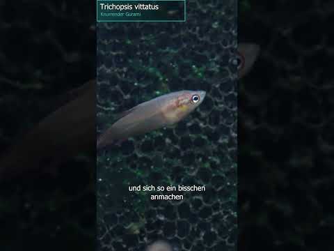 Knurrender Gurami - Trichopsis vittata #zoobox