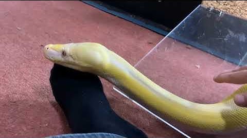 Examples of a Reticulated Python using our feet as a pillow