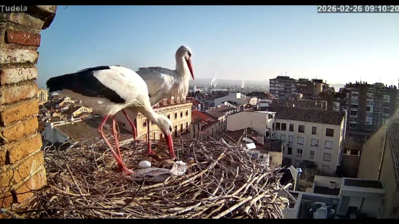 Tudela/ES    🥚 Ribotas & Mejana’s first egg (02/25) The next evening they were very frightened.