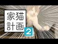 野良猫が襲ってくる。【 #のらねこ家猫化計画 ② 】