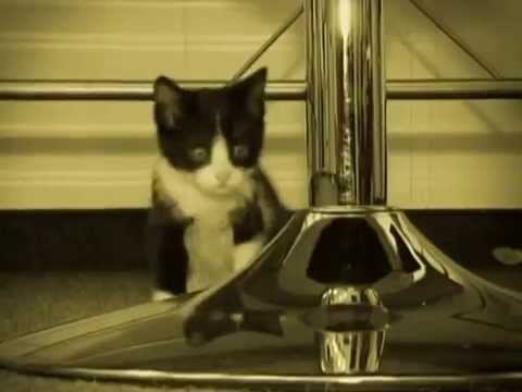 Финалът на Big P Ssy Денис и приятели