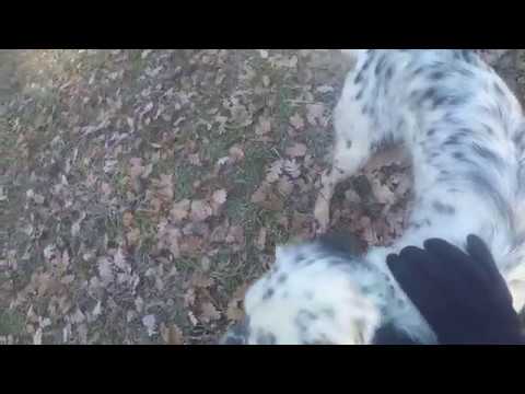 Chasse et tir de la première bécasse à l'arrêt de mon Chasse et tir de la première bécasse à l'arrêt de mon