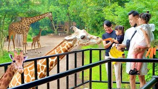 Kasih Makan Jerapah Monyet Orangutan Binatang Lucu Belajar Tentang Binatang