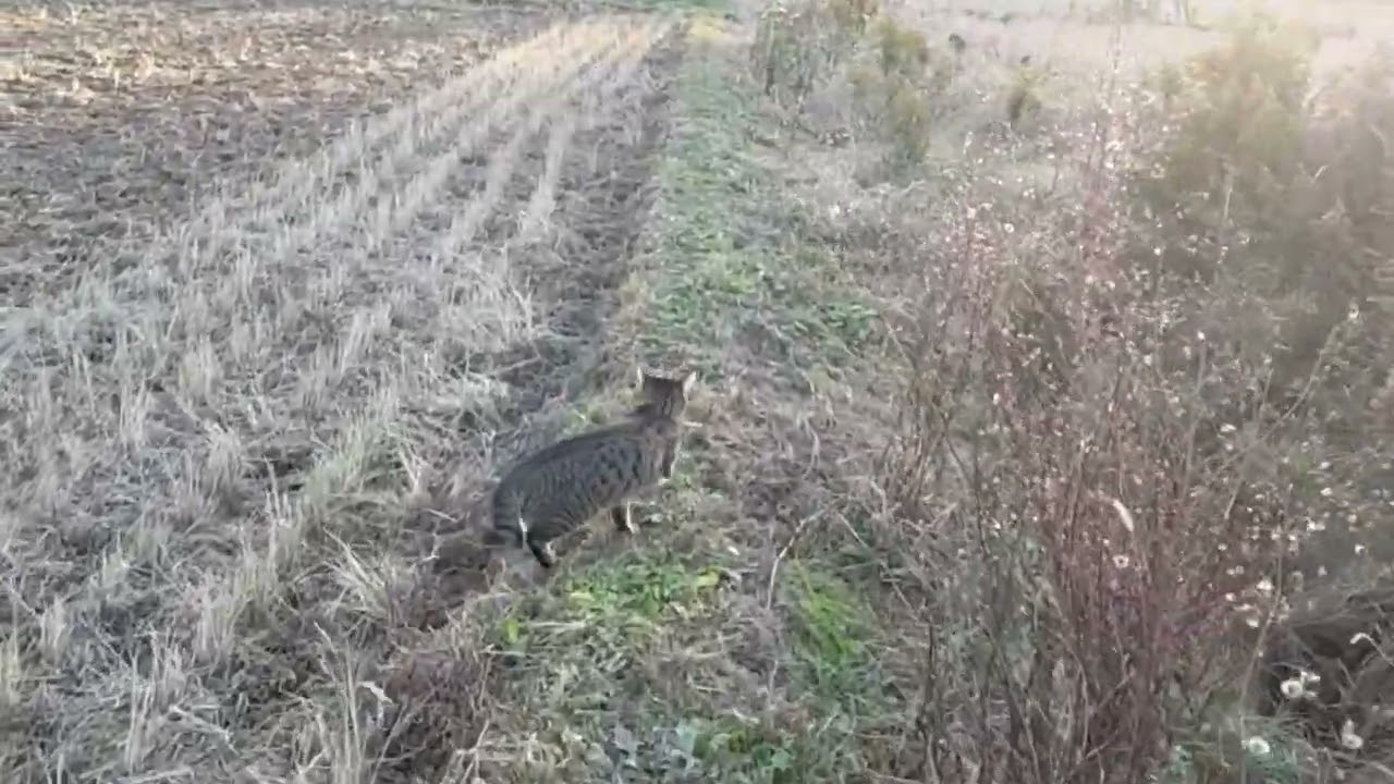 犬が大好き過ぎて 必死に追う猫