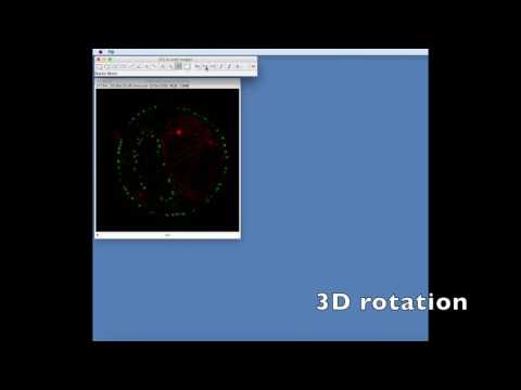 FIJI: Movies of 3D data