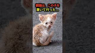 親猫は、この子を置いていったんじゃなかった…