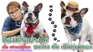 ต้องทำอย่างไรเมื่อ เฟรนบลูด็อก เป็นตุ่มหนอง คัน ขนร่วง