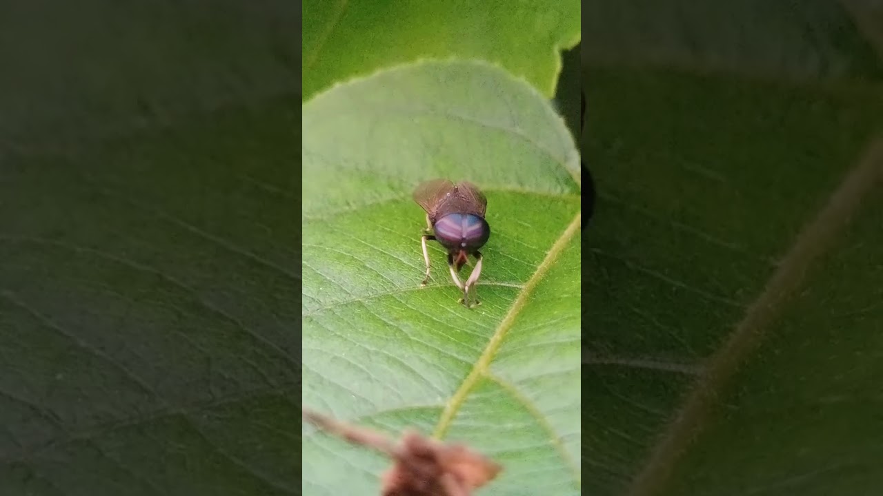 Striped Horse Fly  : Tripti Salgaonkar