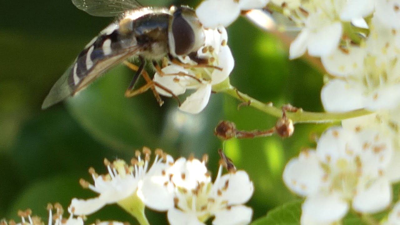 Hover Fly.(Eupeodes Corollae)