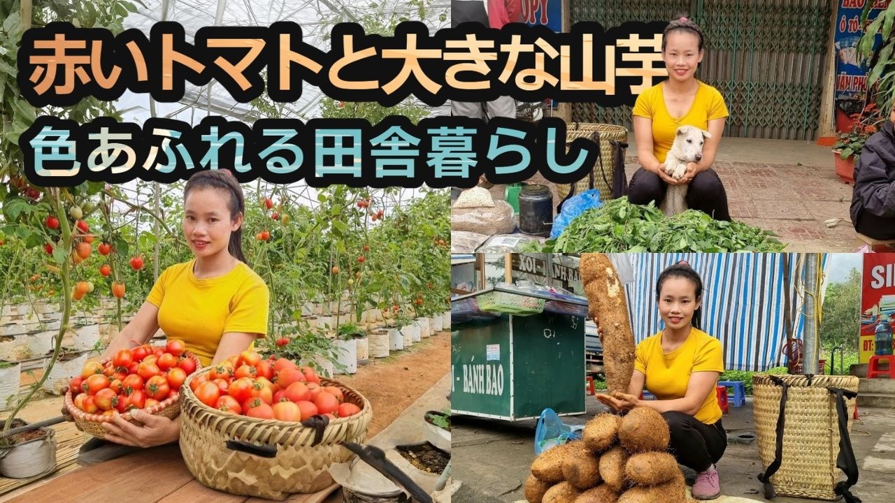 赤いトマトと大きな山芋｜色あふれる田舎暮らし【総集編㉕】