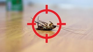 Celebrity 5 Herbs That Keep Bugs Away Profile